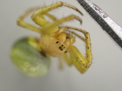Araniella