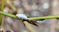 Coccinellidae