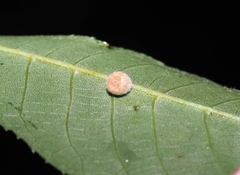 Caryomyia persicoides