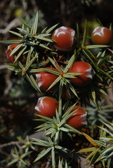Juniperus macrocarpa