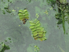 Salvinia natans