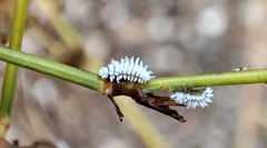 Coccinellidae