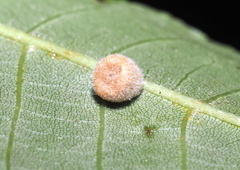 Caryomyia persicoides