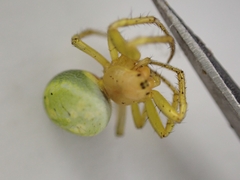 Araniella
