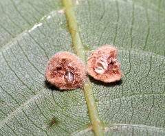 Caryomyia persicoides