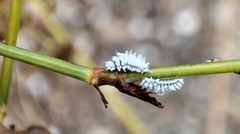 Coccinellidae