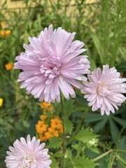 Chrysanthemum morifolium