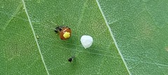 Theridula