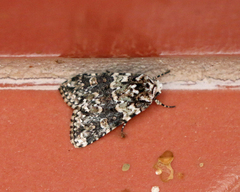 Lacinipolia strigicollis