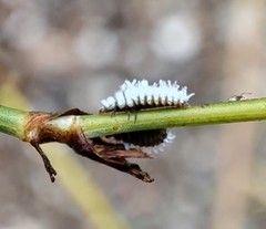 Coccinellidae