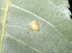 Caryomyia sanguinolenta