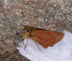 Dalla caenides