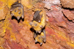 Angolan Rousette photo 1