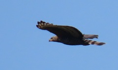 Stephanoaetus coronatus