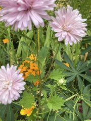 Chrysanthemum morifolium