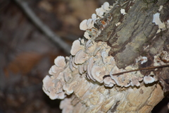 Gloeoporus dichrous