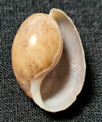 Bulla gouldiana