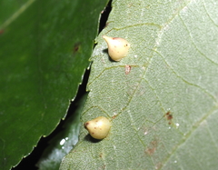 Caryomyia sanguinolenta