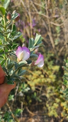 Podalyria myrtillifolia