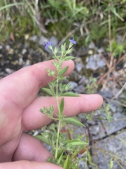 Trichostema brachiatum