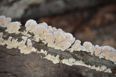 Gloeoporus dichrous