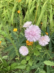 Chrysanthemum morifolium