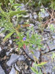 Trichostema brachiatum