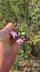 Podalyria myrtillifolia