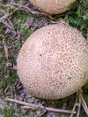 Scleroderma areolatum