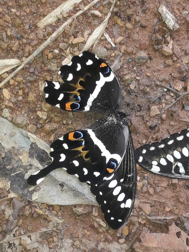Central Emperor Swallowtail