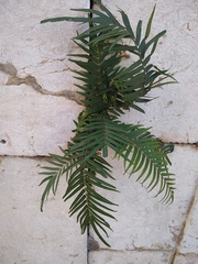 Pteris vittata