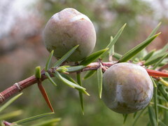 Juniperus oxycedrus