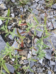 Trichostema brachiatum