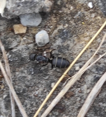 Camponotus micans