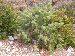 Juniperus oxycedrus