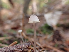 Mycena filopes