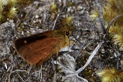 Dalla caenides