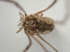 Phalangiinae