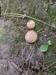 Scleroderma areolatum