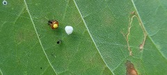 Theridula
