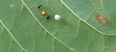 Theridula