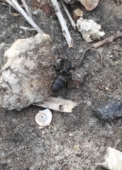 Camponotus micans