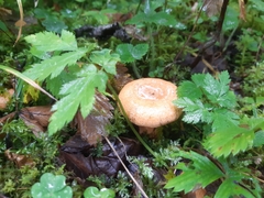 Lactarius deterrimus