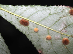 Caryomyia antennata