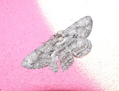 Hypomecis