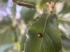 Chilocorus bipustulatus