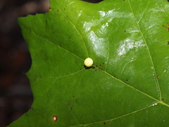 Zopheroteras sphaerula