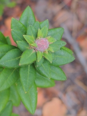 Rhododendron columbianum