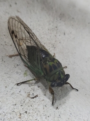 Neotibicen linnei