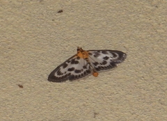 Anania hortulata